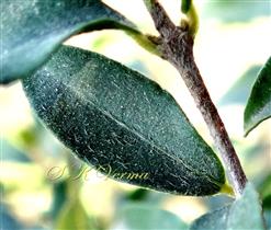  Leaf (Adaxial surface pubescent)